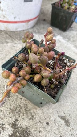 String Of Watermelon Succulent Plants 4” Pot