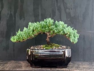 Bonsai Juniper