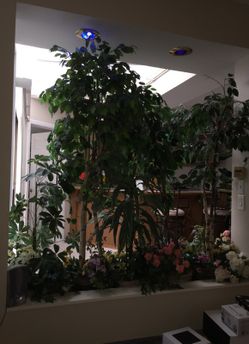 Silk plants