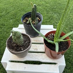 Variety Cacti & Aloe Vera Plants