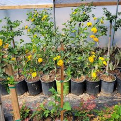 Lantana De Albolito