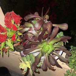 Big Succulents