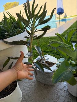 Kalanchoe plantas (mala madre plantas(Coleman & Cheyenne )