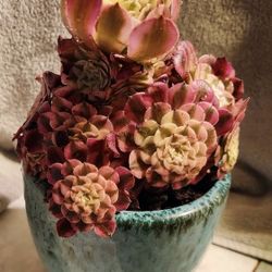 PLANT SALE SUNDAY IN SAN LORENZO STARTS AT 1PM