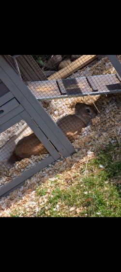 Adult rabbit and rabbit hutch plus supplies