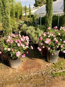 Iceberg roses 15 gal