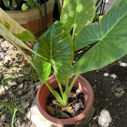 Small Plant