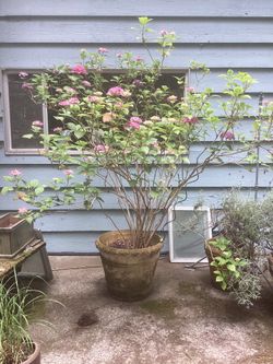 Hydrangea 'Red Bird'
