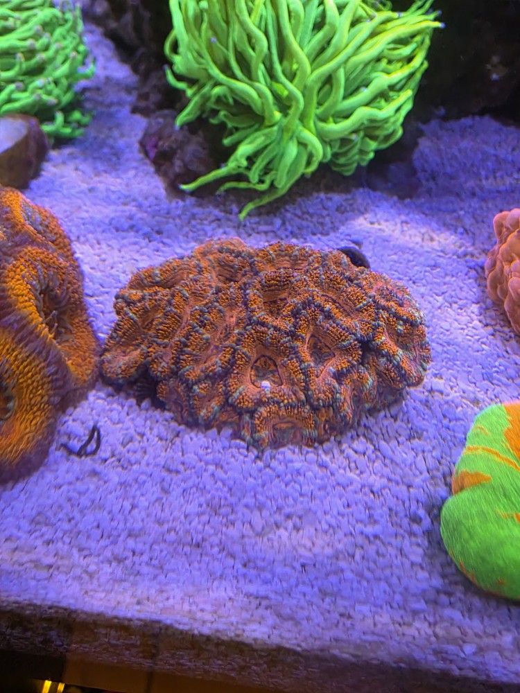 Fake Rainbow Acan