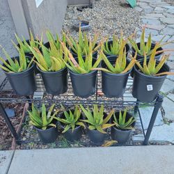 Aloe Plants
