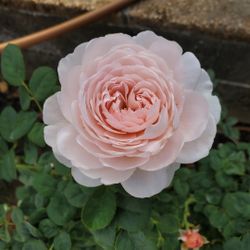 Queen of Sweden Rose Plant In 1 Gallon Pot (Own root).  Pick Up In Millbrae