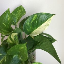 Beautiful Golden Pothos Plant CUTTINGS With Vase