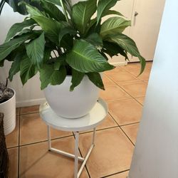 House Plant 