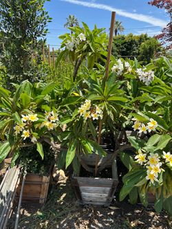 Plumeria trees
