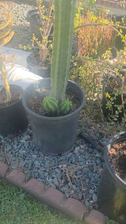Tall Cactus in Black Pot