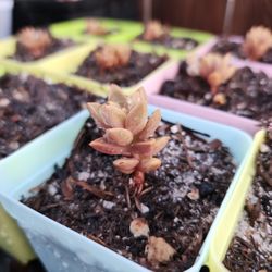 Assorted Plants And Succulents