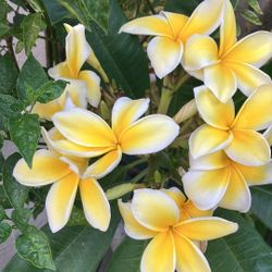 Vendo Plantas Plumerias  De $5 A $20 Depende Del Tamaño Que Guste