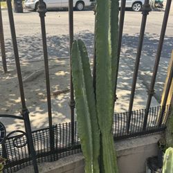Beautiful Tall Cacti 🌵 4-5 Feet 
