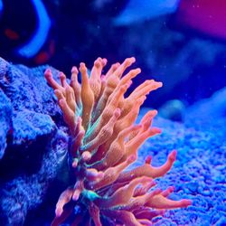 WWC Hawaiian Punch Decoration 