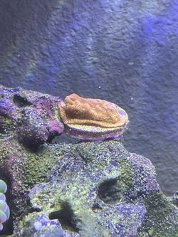 jack o lantern leptoseris