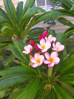 Plumeria plant