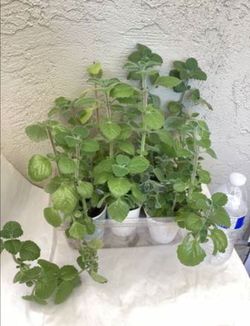Mexican Mint herb or Spanish Thyme plants