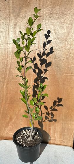 Tiger Bark Ficus Tree Pre Bonsai