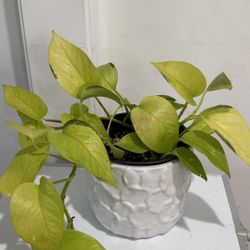 Pothos Lemon lime $5 Each 