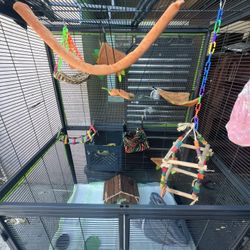 Sugar Later/Bird Cage