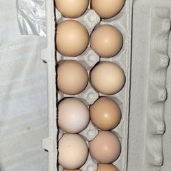 Fresh Chicken Eggs