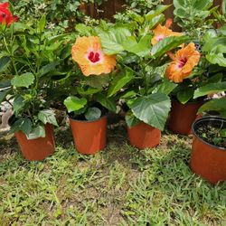 One Gallon Hibiscus PLANTS ARRIVE, BEAUTIFUL AND HEALTHY. $11 EACH