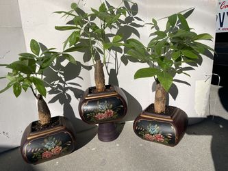Money Tree Stump In Ceramic Pot-Bonsai Money Plants ($25 each )