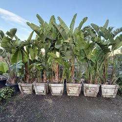 🌴 24” Box Giant Bird of Paradise 