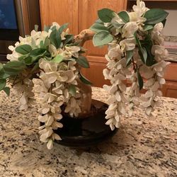 Bonsal Chinese Jade Tree