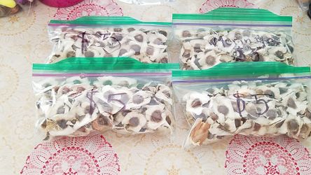 Moringa seeds