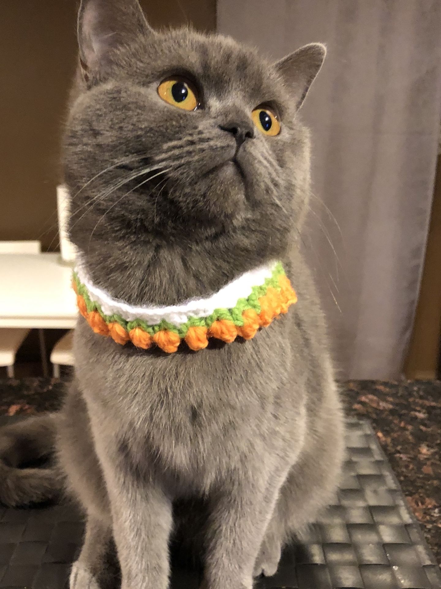 Crocheted Animal Collar