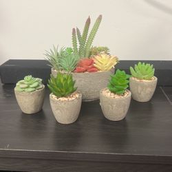 Succulents 