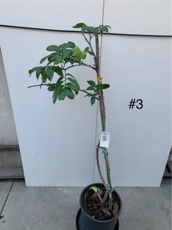 #3- Longan Tree 龍眼樹