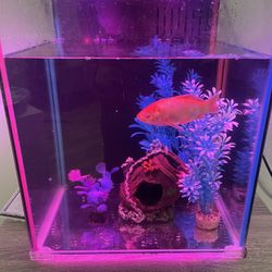 Fish Tank 