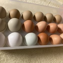 Organic Fresh Chicken Eggs