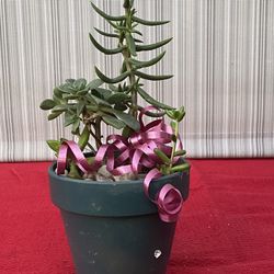 Give A Gift That Will Last And Grow!