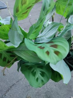 6-in Rabbit's Foot Maranta