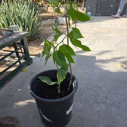 Passion Fruit Purple Variety Plant Vine