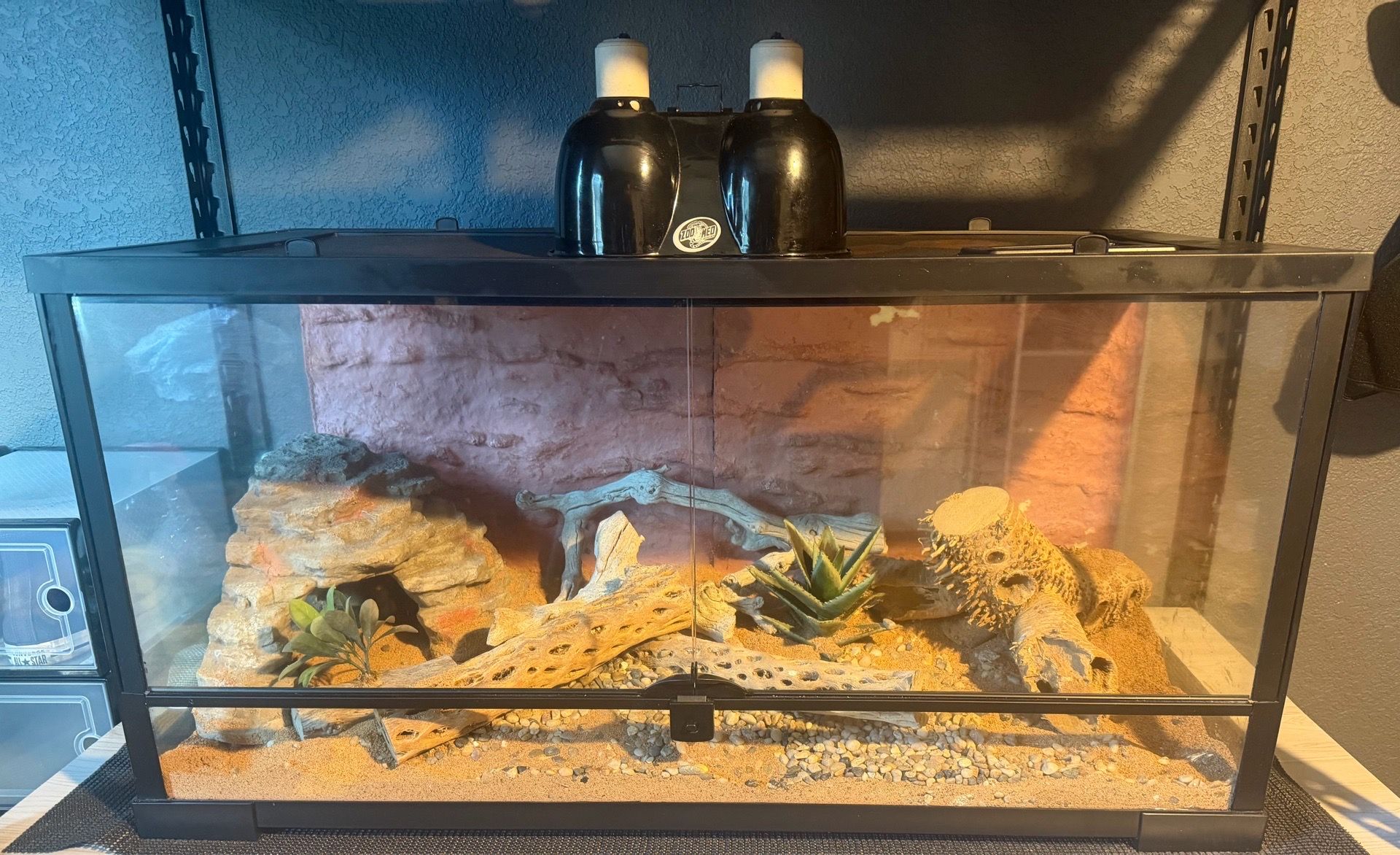 Zoo Med Glass Reptile Terrarium Enclosure w/ Screen Lid, Dual Dome Light, Decor