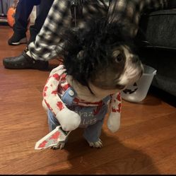 Pet Costume Crazy Killer Size S