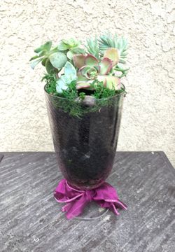 Wine glass succulent