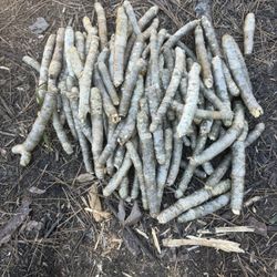 Over 100 Fresh Plumeria Cuttings