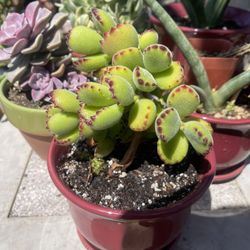 Bear’s Paw 🐾 en maceta de cerámica su precio es $10