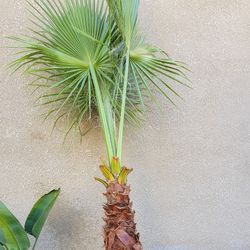 Fan Palm Tree