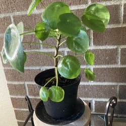 Plants For Sale